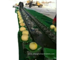 Electronic Intelligent Grading Machine Sorting Machine